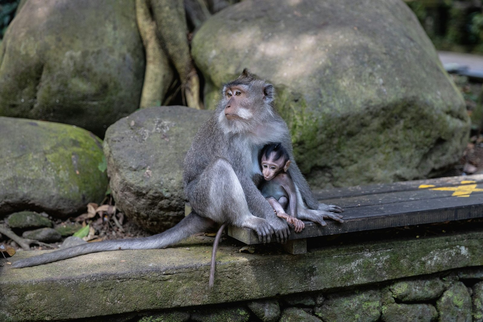 bali-inspiration-voyage-singes