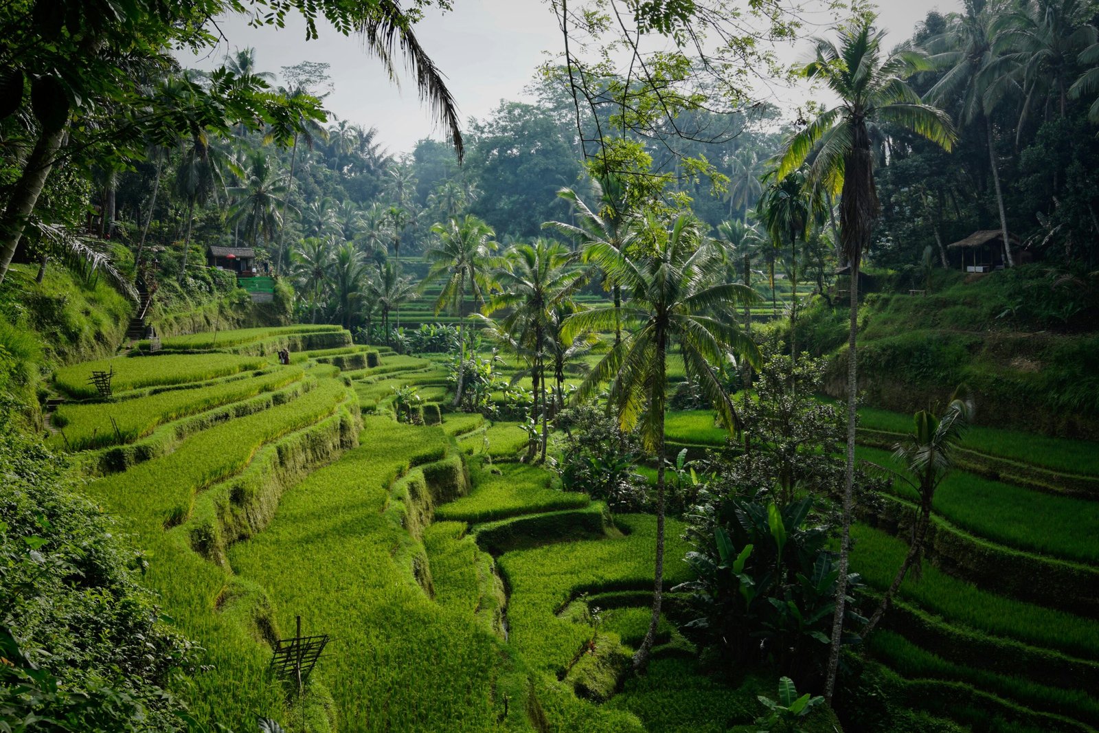 bali-inspiration-voyage-rizières