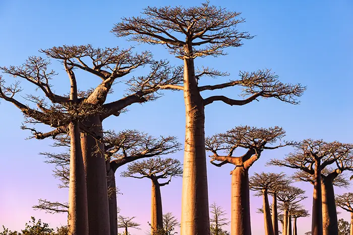 destination-voyage-de-noces-madagascar-baobabs